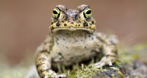 Bufo calamita. Cromo: E. Castro