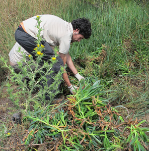 Eliminando Carpobrotus