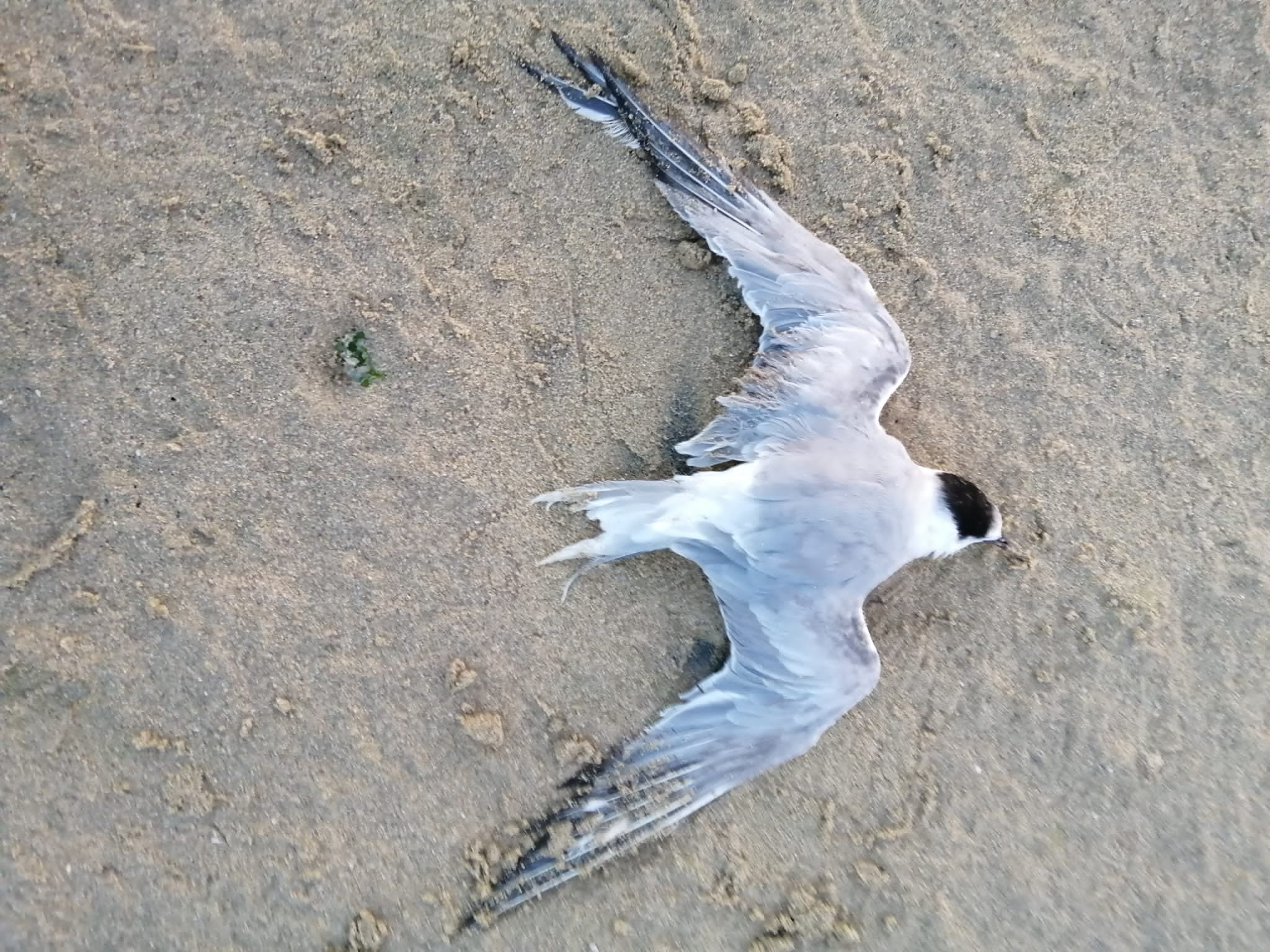 Carrn morte aparentemente por gripe aviaria en Baldaio (autora: Mara Canedo)