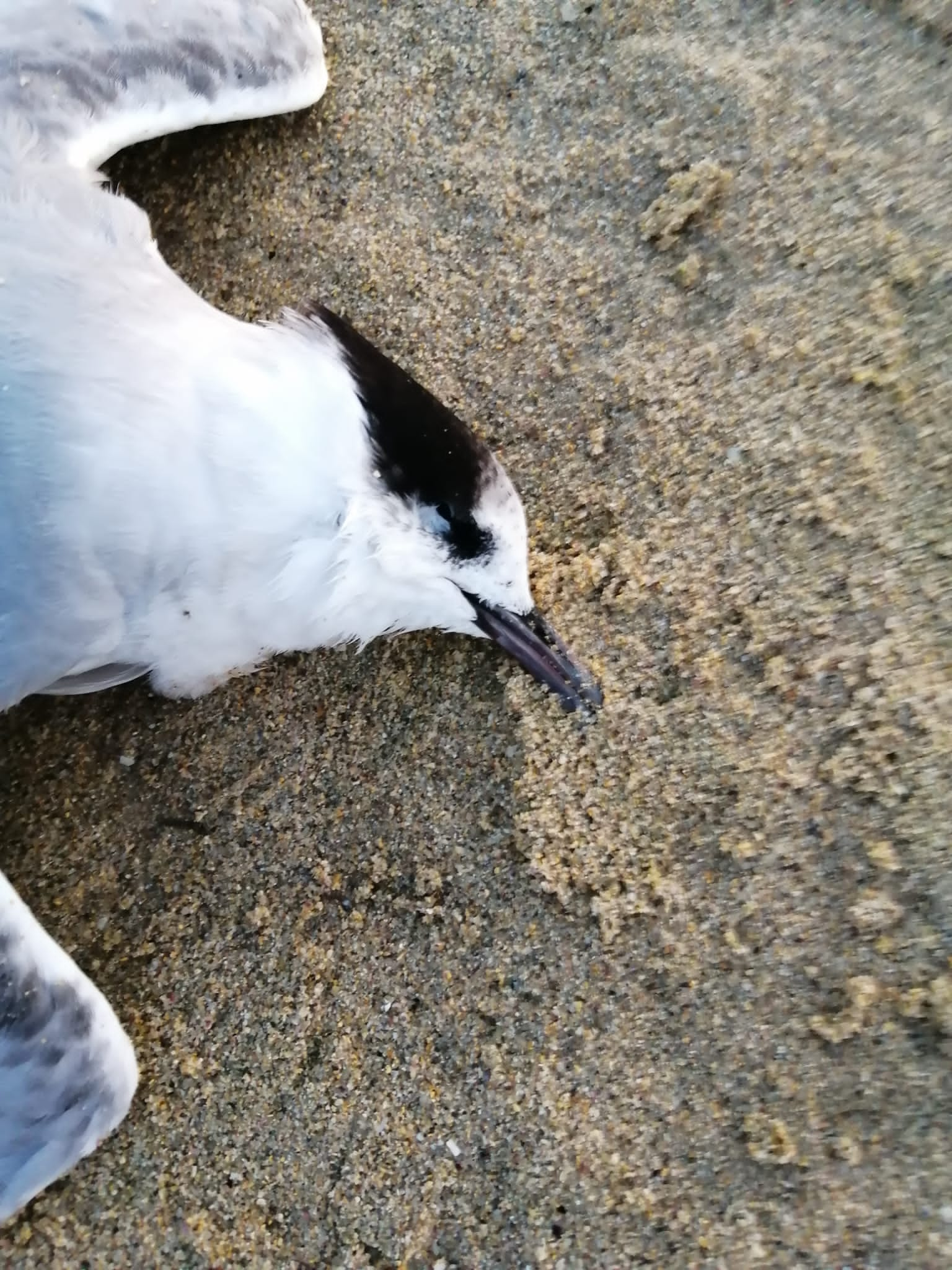 Carrn morte aparentemente por gripe aviaria en Baldaio (autora: Mara Canedo)