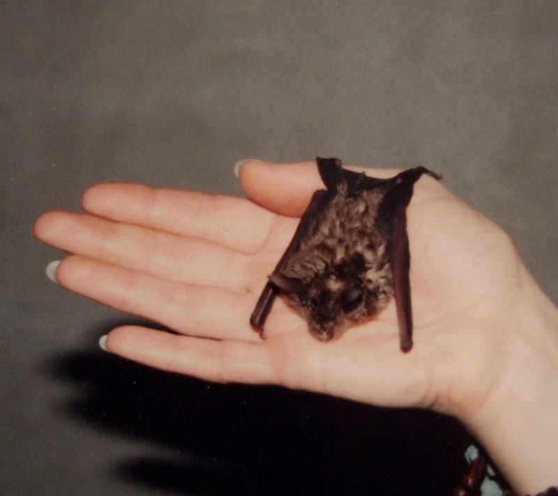  O morcego de ferradura pequeno (Rhinolophus hipposideros)  unha especie considerada Vulnerable no CGEA sen un plan de conservacin aprobado, se ben  obxecto de custodia por parte de entidades naturalistas como Morcegos de Galicia (C. D. Romay)