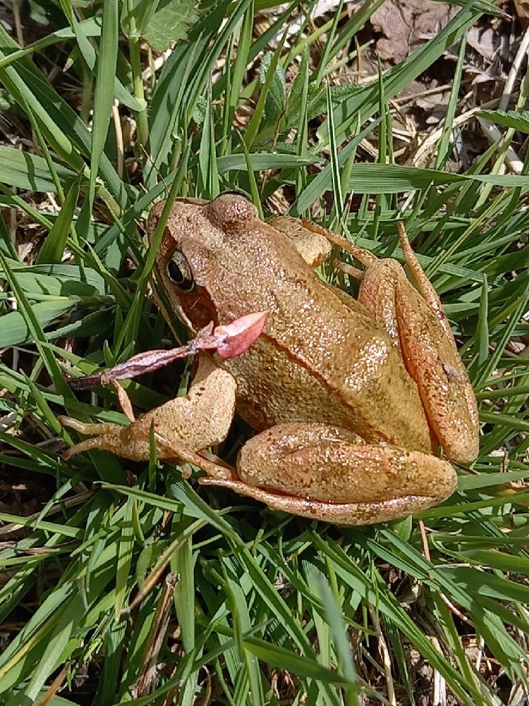 A ra vermella (Rana parvipalmata) aparece como vulnerable no CGEA co nome de Rana temporaria. Nestes 15 anos de CGEA a situacin a nivel taxonmico dalgunhas especies mudou, sendo necesaria tamn unha revisin do catlogo neste senso (C. D. Romay)