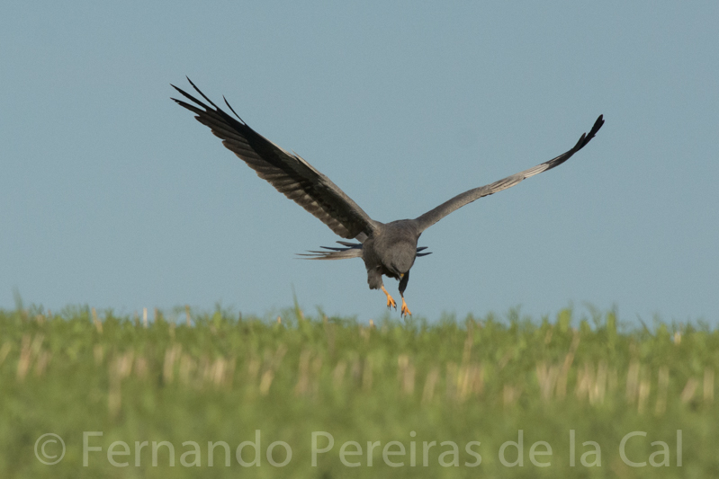 Foto: Fernando Pereiras de la Cal