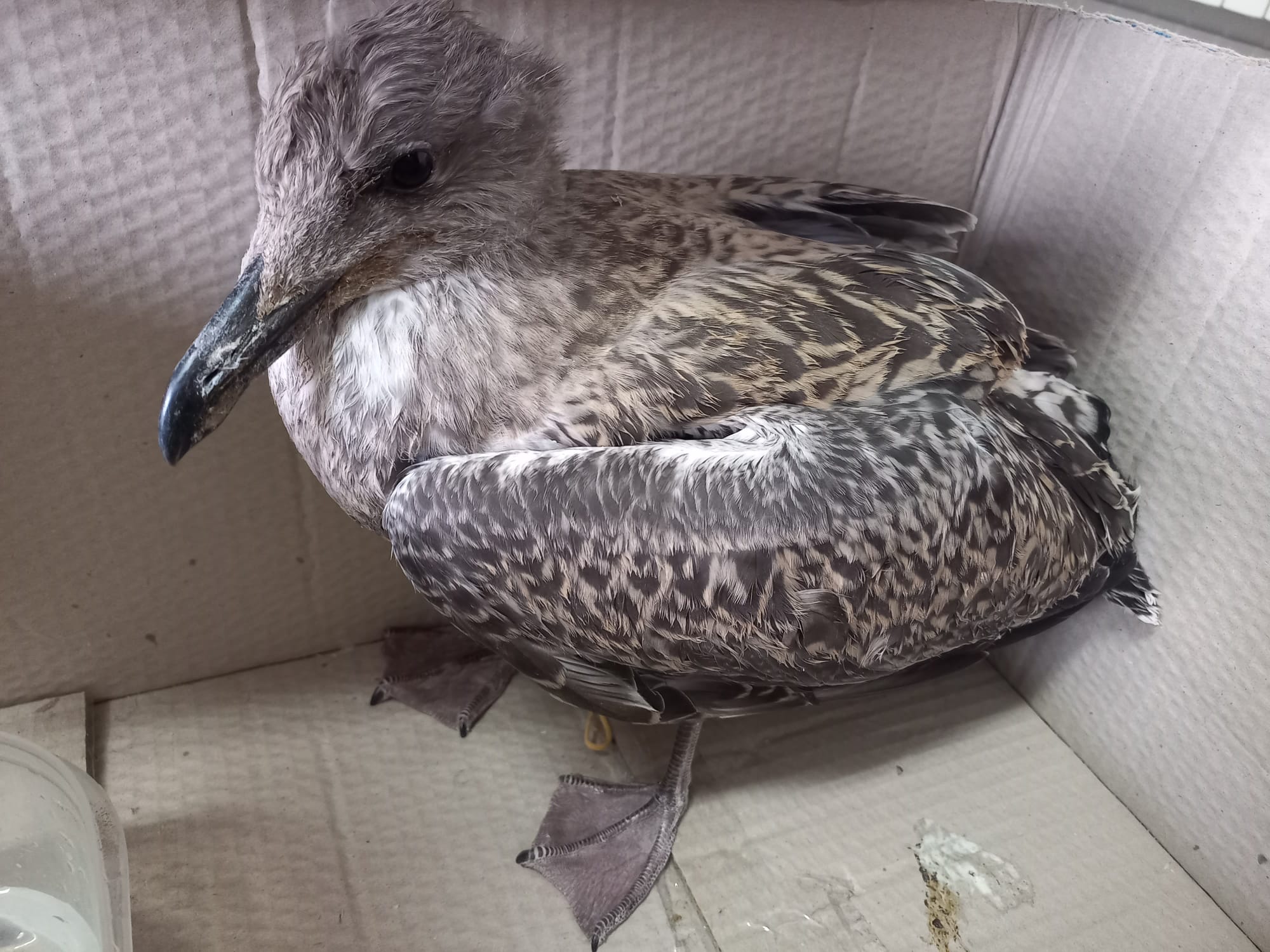 cra de gaivota rescatada por ADEGA