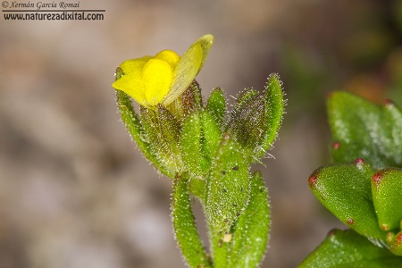 Linaria arenaria. Grazas naturezadixital.com