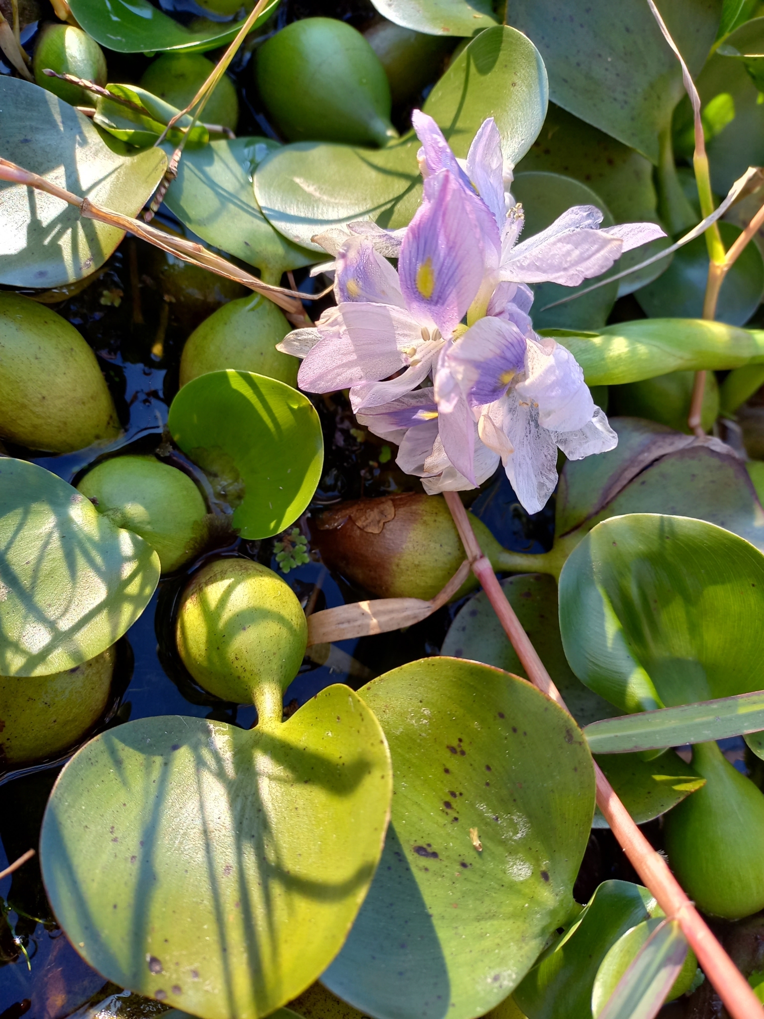 Xacinto de auga en flor, fotografado o 9 de novembro de 2021 preto do peirao de Santa Cristina, concello de Vilaboa. Foto: Ramss Prez/inaturalist.