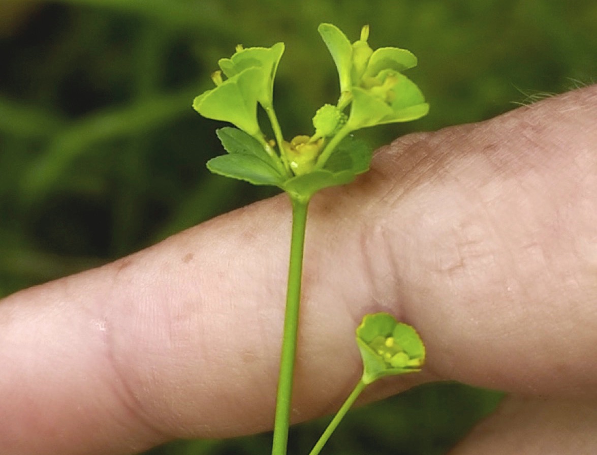Cromo: M. Fiz, de biodiversidade.eu