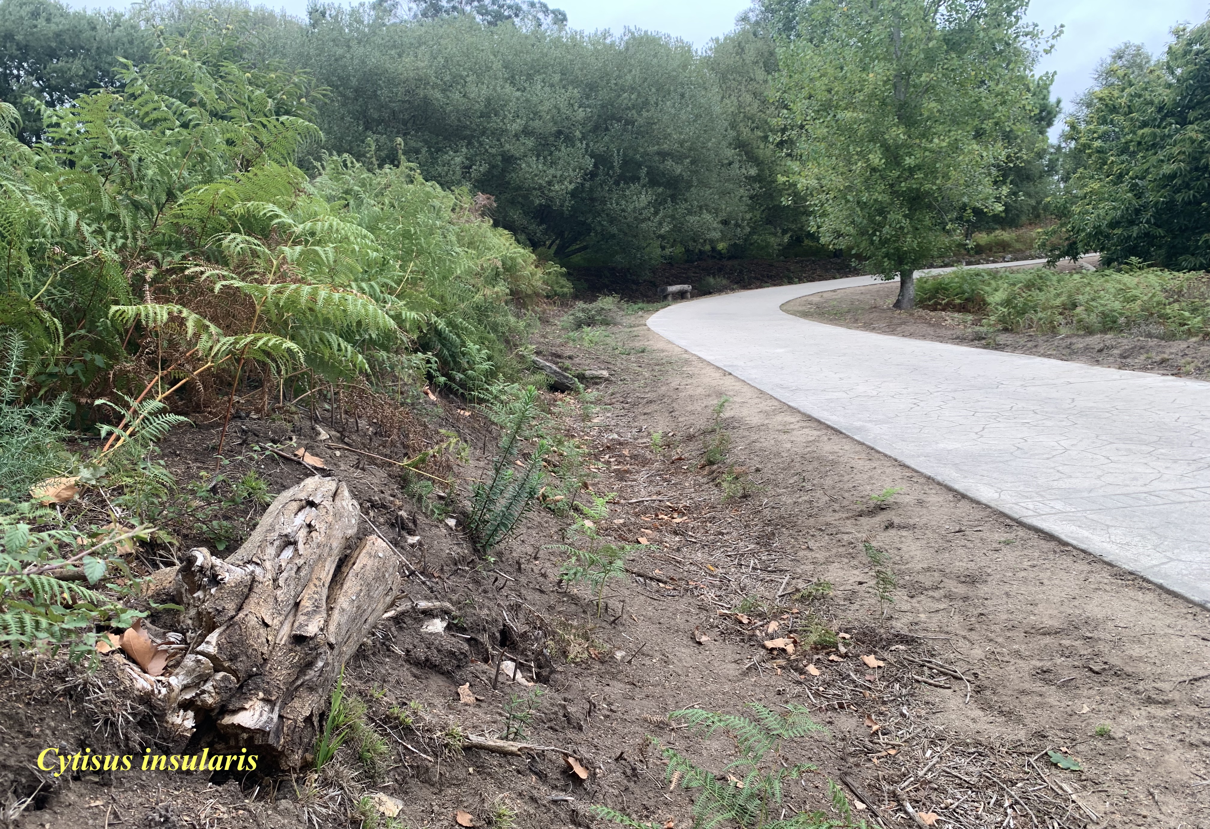Exemplar de C. insularis tallado a motoserra en Ons