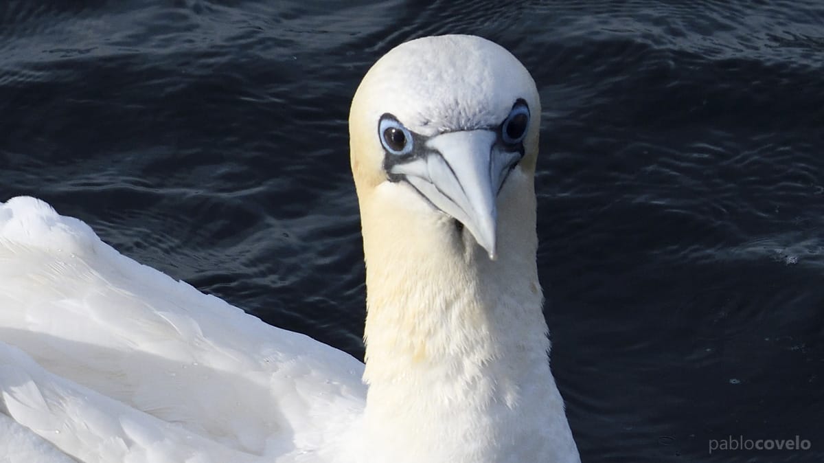 Mascato atlntico afectado pola influenza aviaria, atopado na costa galegao (autor: Pablo Covelo)