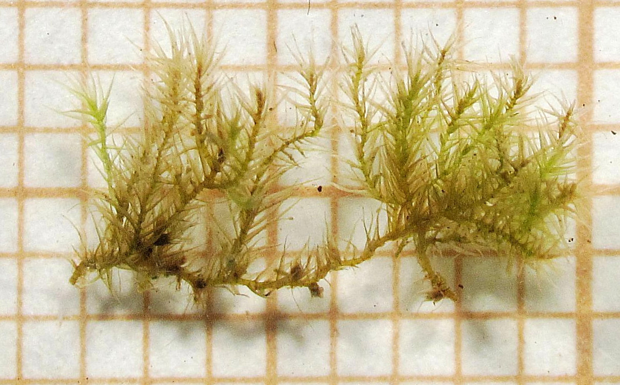 Rhynchostegiella tenella. Foto: Jose Luis Caama�o