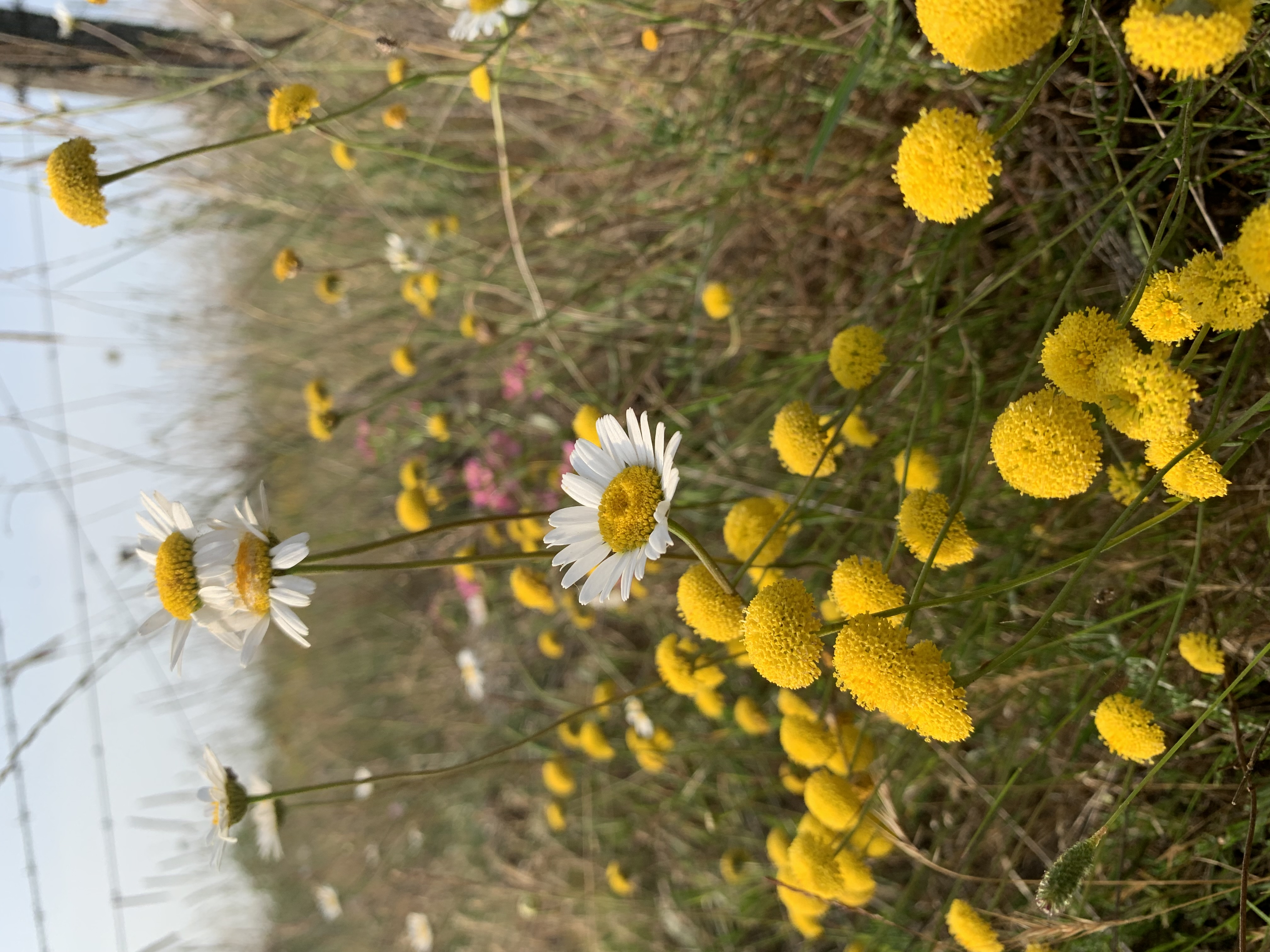 Santolina e Leucanthemum na fnca de Altri. Cromo: Fins Eirexas