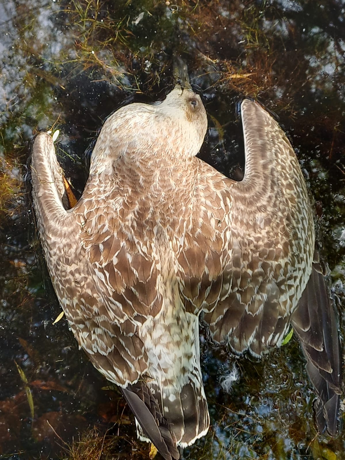gaivota morta, posiblemente afectada por botulismo (autor: Ramss Prez)