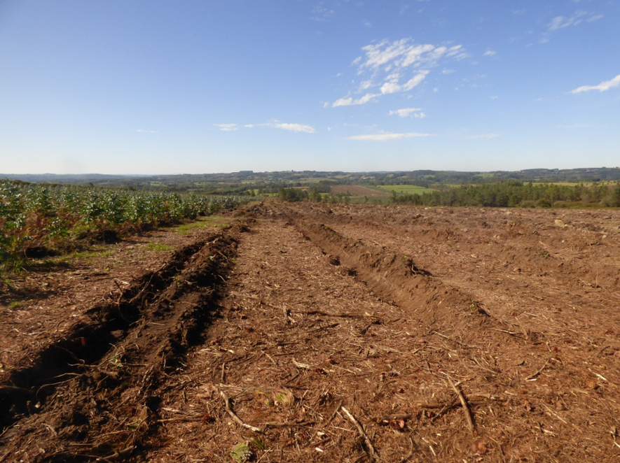 Roza de matogueira e plantación de eucaliptos en Sobrado dos Monxes. Fonte: ADEGA. 